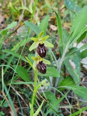 Ophrys exaltata arachnitiformis