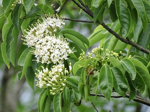 Reevesia thyrsoidea