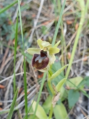 Ophrys exaltata arachnitiformis
