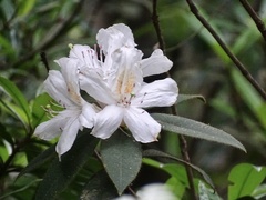Rhododendron championiae