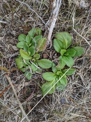 Solidago glomerata