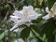Rhododendron championiae