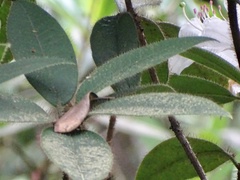 Rhododendron championiae