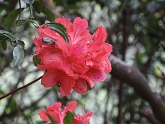 Rhododendron simsii
