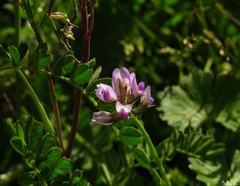 Biserrula pelecinus