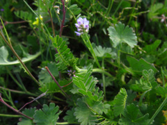 Biserrula pelecinus