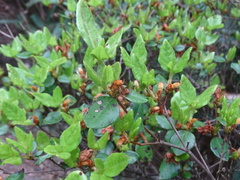 Rhododendron farrerae