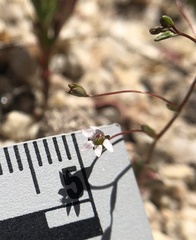 Nemacladus secundiflorus robbinsii