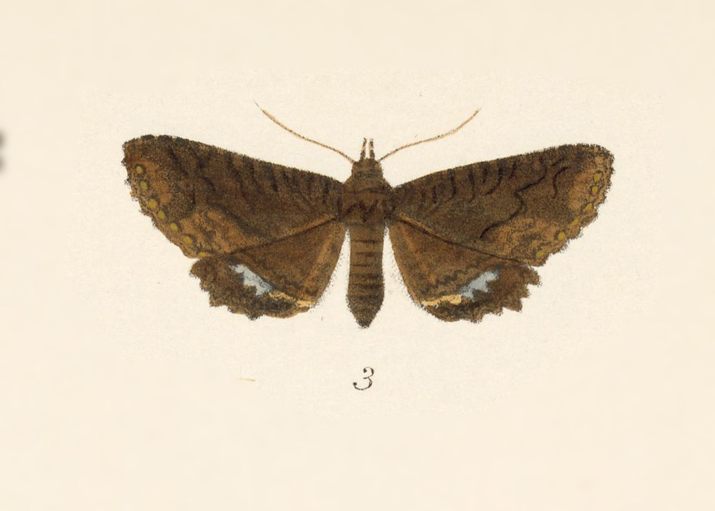 Zale peruncta