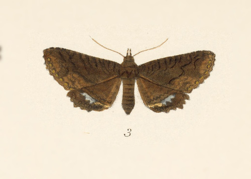 Zale peruncta