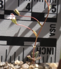 Nemacladus secundiflorus robbinsii