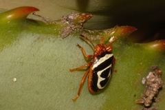 Flaminia natalensis