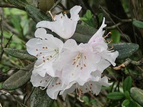 Rhododendron simiarum, photograph 3
