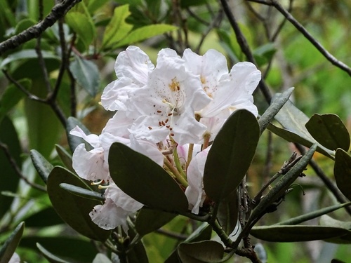 Rhododendron simiarum, photograph 4