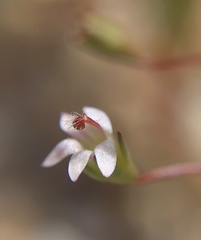 Nemacladus secundiflorus robbinsii