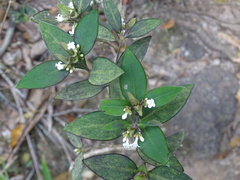 Hedyotis loganioides