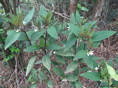 Hedyotis loganioides