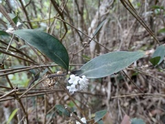 Hedyotis loganioides