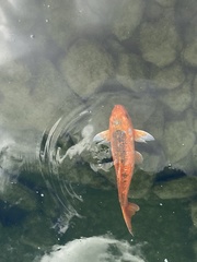 Cyprinus rubrofuscus