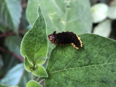 Trypanophora semihyalina