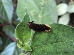 Trypanophora semihyalina