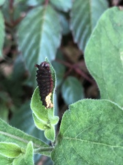 Trypanophora semihyalina