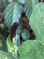 Trypanophora semihyalina