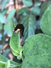 Trypanophora semihyalina