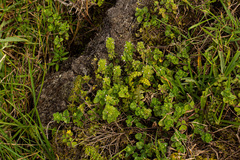 Clinopodium simense