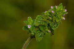 Clinopodium simense