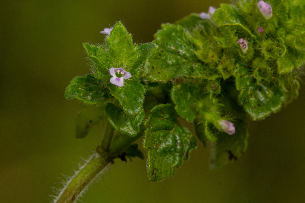 Clinopodium simense
