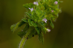 Clinopodium simense