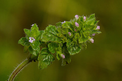 Clinopodium simense