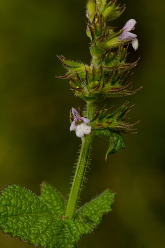 Nile Sage