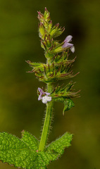 Salvia nilotica image