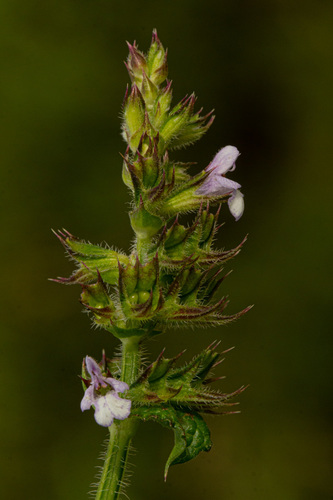 Nile Sage
