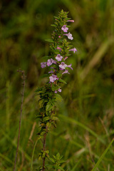 Micromeria imbricata image