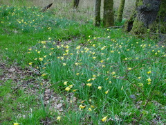 Narcissus pseudonarcissus pseudonarcissus