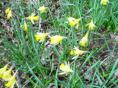 Narcissus pseudonarcissus pseudonarcissus