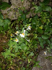 Linaria reflexa reflexa
