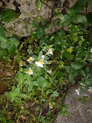 Linaria reflexa reflexa