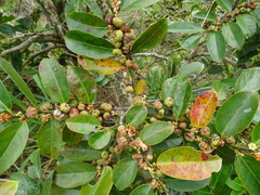 Glochidion lanceolarium