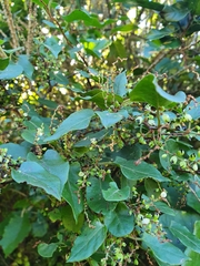 Muehlenbeckia complexa grandifolia