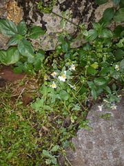 Linaria reflexa reflexa