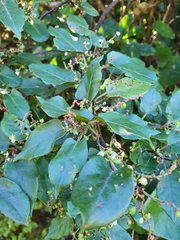 Muehlenbeckia complexa grandifolia