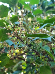 Muehlenbeckia complexa grandifolia