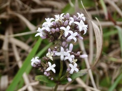 Oldenlandia consanguinea