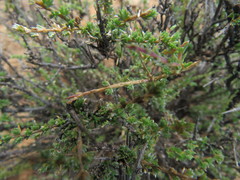 Eriocephalus spinescens