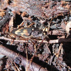 Phoracantha semipunctata