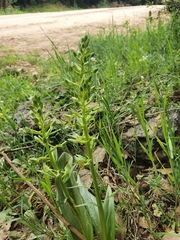 Platanthera holmboei